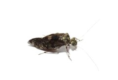 Psocidae
