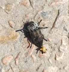 Capnodis tenebrionis