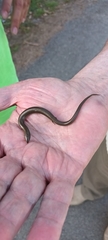 Chalcides striatus