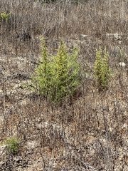 Dittrichia graveolens