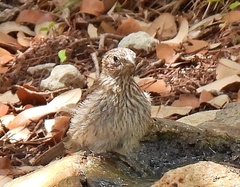 Haemorhous mexicanus