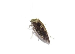 Psocidae