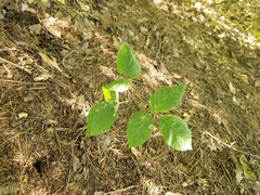 Toxicodendron rydbergii