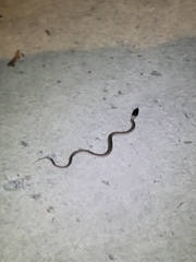 Serpentes