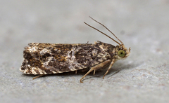 Olethreutes appendiceum