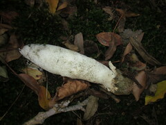 Phallus impudicus