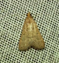 Bostra obsoletalis
