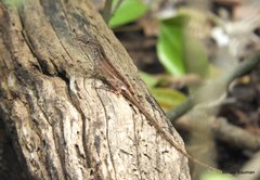 Anolis argenteolus