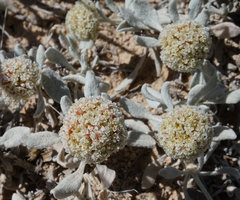 Eriogonum pauciflorum