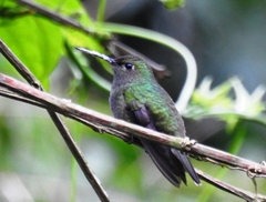 Eupetomena cirrochloris