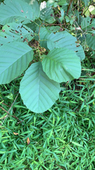 Alnus serrulata
