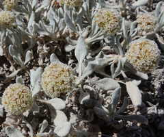Eriogonum pauciflorum