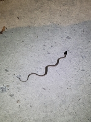 Serpentes