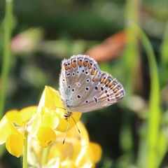 Polyommatus