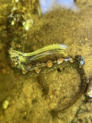 Desmognathus conanti