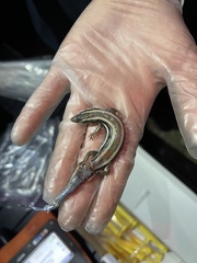 Plestiodon skiltonianus