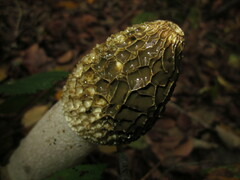Phallus impudicus