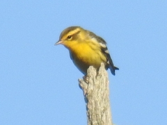 Setophaga fusca