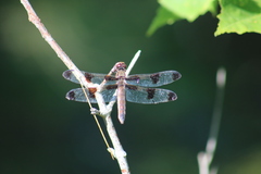 Libellula pulchella