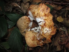 Ampulloclitocybe clavipes
