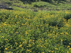 Arnica latifolia