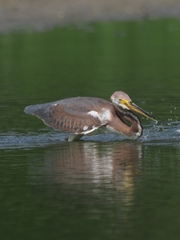 Egretta tricolor