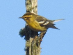 Setophaga fusca