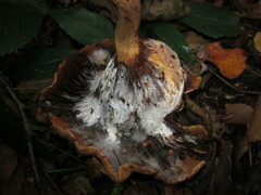 Ampulloclitocybe clavipes