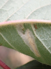 Phyllonorycter cerasicolella