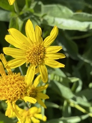 Arnica latifolia