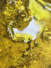 Desmognathus conanti