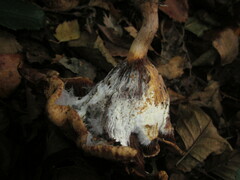 Ampulloclitocybe clavipes