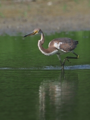Egretta tricolor