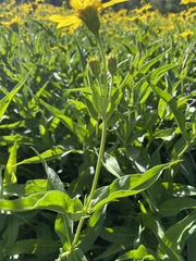 Arnica latifolia