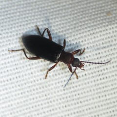 Statira