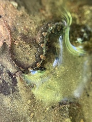 Desmognathus conanti