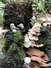 Marasmiellus candidus