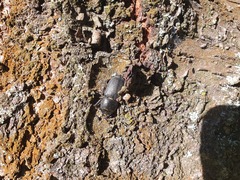 Dorcus parallelipipedus