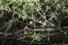 Leptospermum
