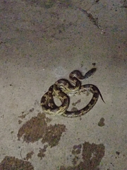 Pantherophis spiloides