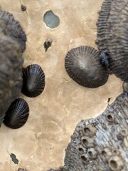 Siphonaria naufragum