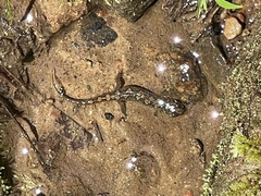 Desmognathus conanti