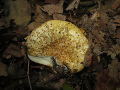 Russula claroflava