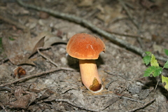 Boletus subvelutipes