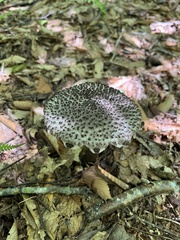 Strobilomyces strobilaceus