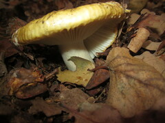 Russula claroflava