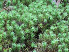 Polytrichum