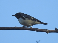 Setophaga caerulescens