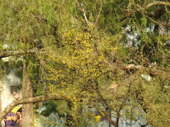 Vachellia caven