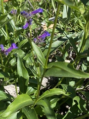 Penstemon cyananthus